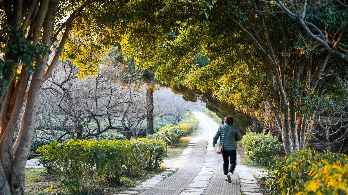 A person walking briskly along a tree-lined path in the morning light